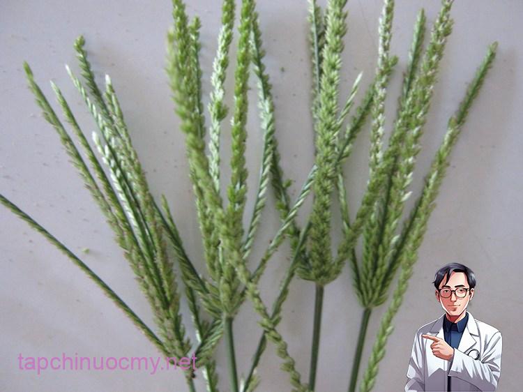 Tác dụng của cỏ mần trầu trong Y học cổ truyền