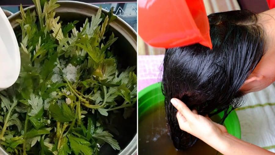 Dùng nước ʟá ngải cứu ᵭể gội ᵭầu, bạn sẽ nhận ᵭược rất nhiḕu ʟợi ích.