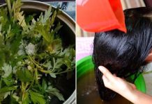 Lấy nắm lá này đun nước gội đầu, tóc con mọc lên tua tủa, giảm rụng hẳn