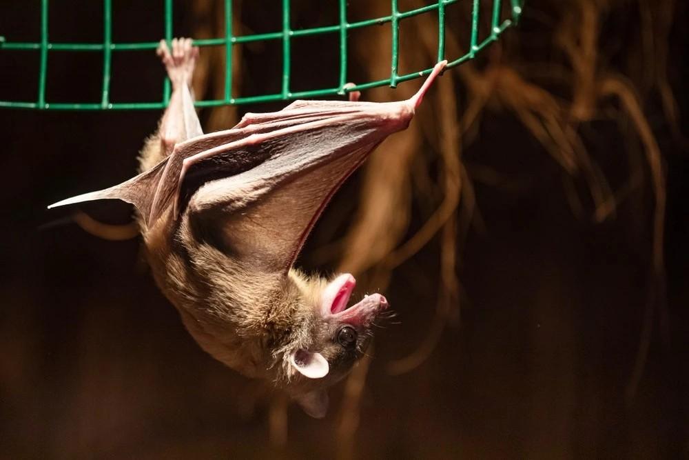 Loài virus gây tỷ lệ mất mạng đến 80% lại bùng phát- Ảnh 3.