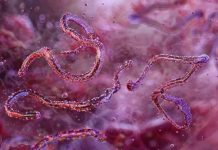 Loài virus gây tỷ lệ t-ửvong đến 80% lại bùng phát