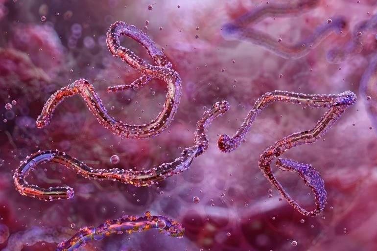 Loài virus gây tỷ lệ mất mạng đến 80% lại bùng phát- Ảnh 1.