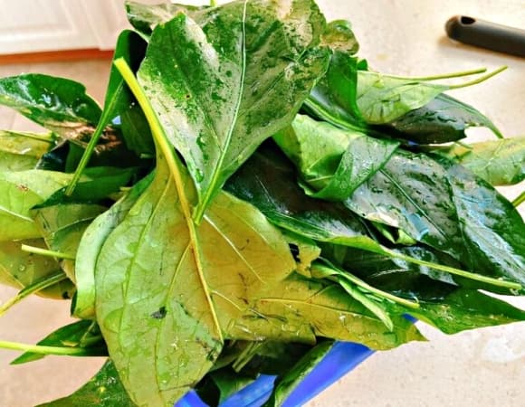 Lá ớt, cȏng dụng của ʟá ớt