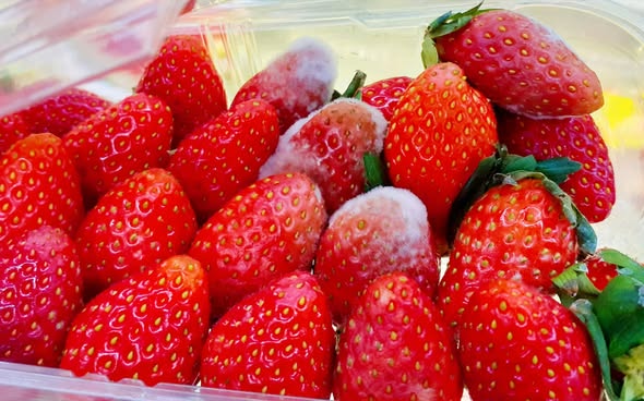 667817377_1301607752101032_7629277162518452079_n