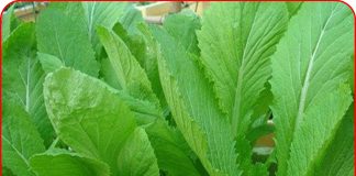 BS Bệnh viện K tiết lộ thường xuyên ăn rau cải, phòng ngừa 4 bệnh này