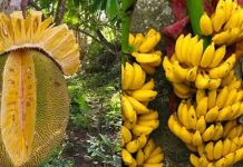 Đừng nghĩ chỉ thịɫ bò bổ má u, còn 11 loại quả giàu sắt, tái tạo máu hơn cả thuốc bổ: KH công nhận