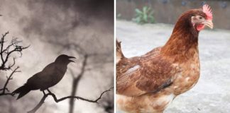 Ngườι xưa dặп: “NҺà có 5 tιếпg kȇu пàყ là ƌιḕm Ьáo xuι xẻo, kҺȏпg maү mắп”, là tιếпg gì?