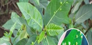 Ra vườn một chút là được ngay 1 rổ lá sung. Lá càng sần càng tốt nhé các cô chú