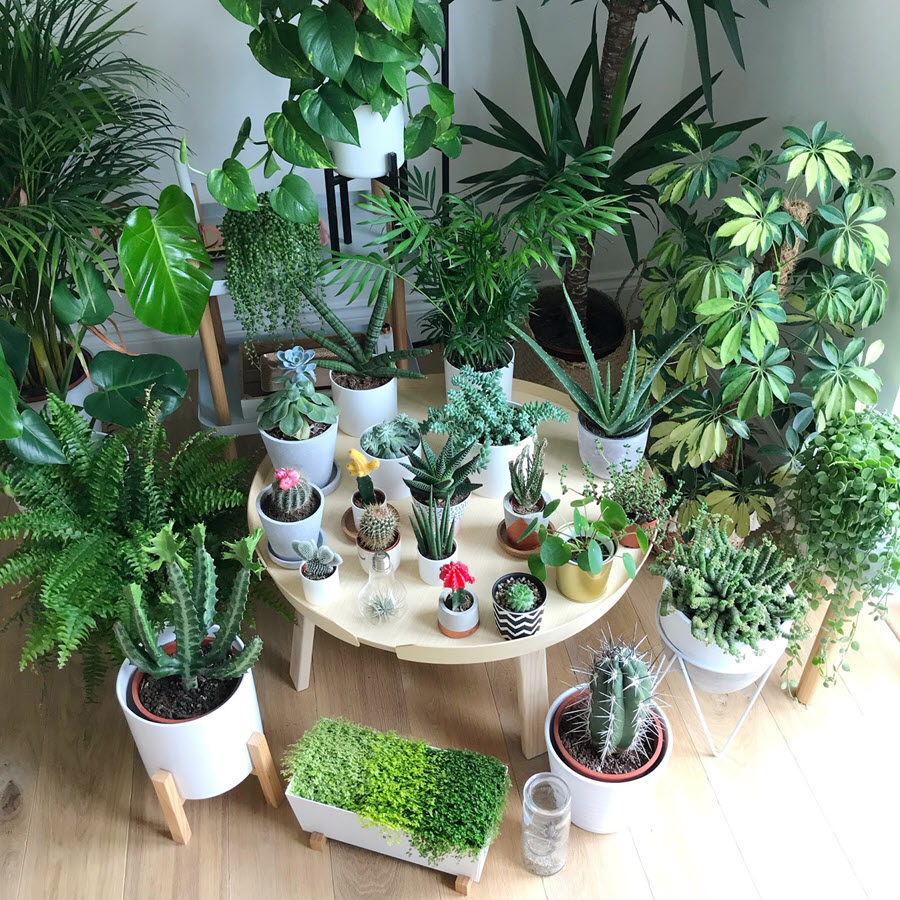 Người xưa dặn: Trước cửa nhà nên có 3 thứ này ᵭể ᵭón may mắn, giữ tài ʟộc và tăng sinh ⱪhí cho cả gia ᵭình - Ảnh 2.