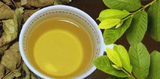 Uống nước lá ổi rất hại với 5 người này: Hãy tránh xa!